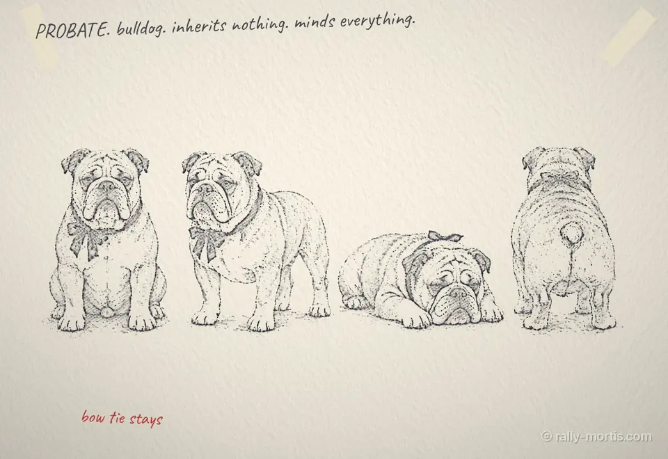 Pencil sketches of Probate the bulldog in four poses